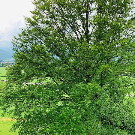 Buchenblick شتروبل